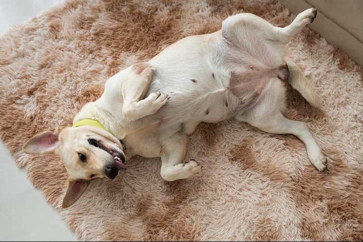 A dog’s itch could be a mange infection