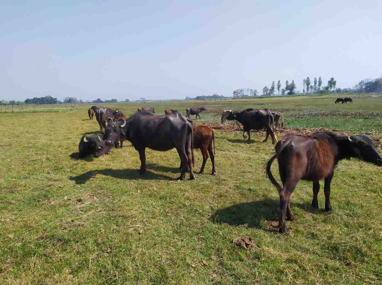 भारत में अतिचराईः एक गंभीर पर्यावरणीय संकट और साइलेंट डीफारेस्टेशन