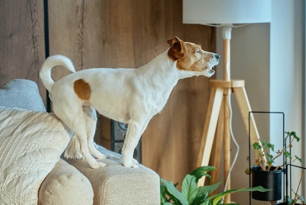 Why does your dog guard your property?