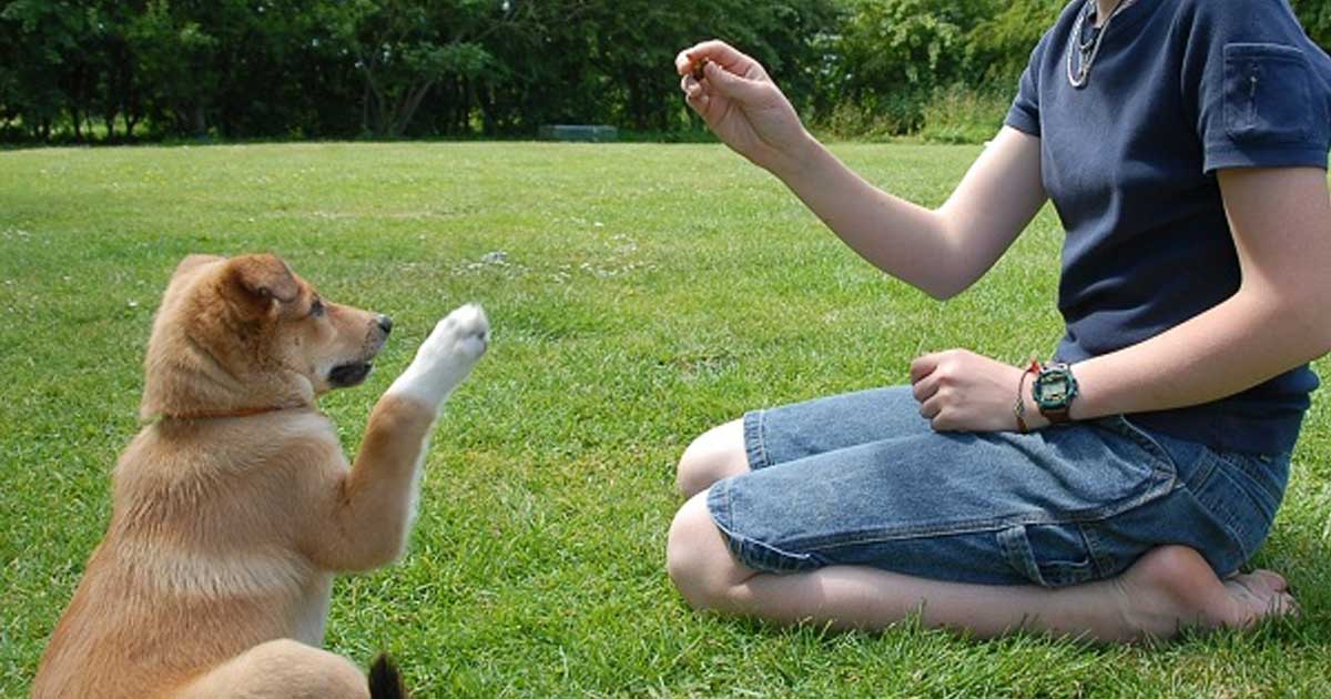 How does your dog communicate?