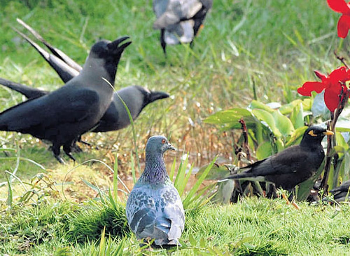 Vanishing crows, rising pigeons: India’s changing urban ecology