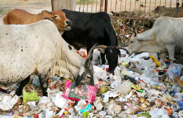 Changed habits best alternative to plastic 