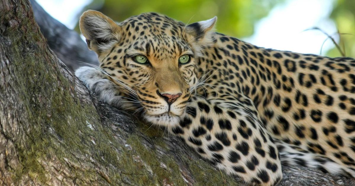 Saving Uttarakhand’s wildlife before it is too late