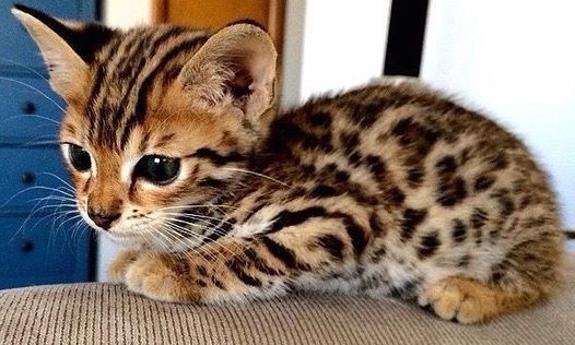 ‘Lower Urinary Tract Disease common in young male cats’