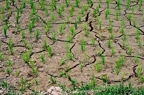 Monsoon Under Siege: How the Escalating El Niño Threatens India’s Food Security