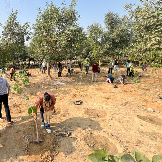 1 हेक्टेयर क्षेत्रफल में फलदार प्रजातियों का रोपण कर कपि वन स्थापित 