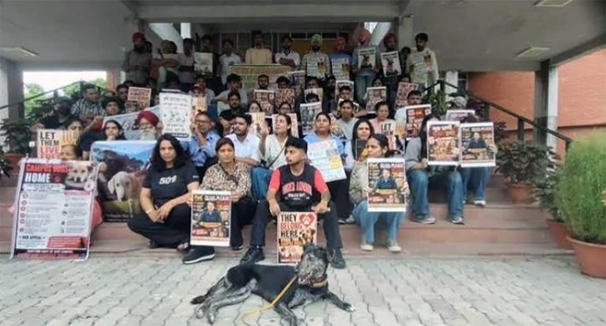 ‎PEC Campus Erupts in Protest: Animal Lovers Demand Director Rajesh Bhatias Resignation Over Confined Dogs