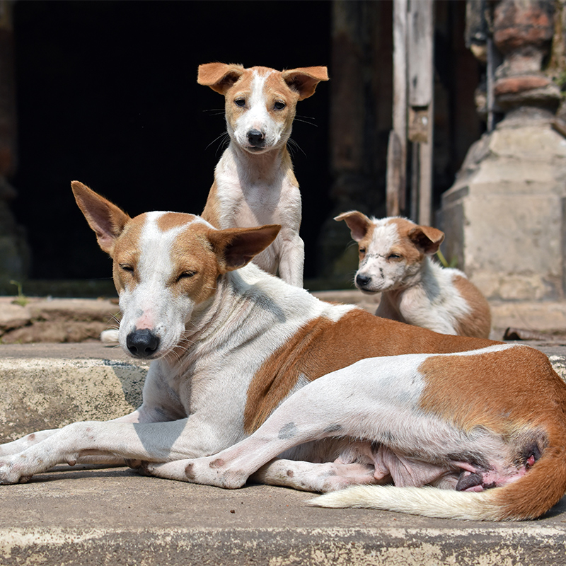 Doggy fights: Moving towards real solutions