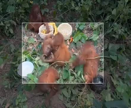 High Court Quashes Protection for Conservation CEO as STF Trails Smuggling SUV in Primate Trafficking Case