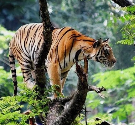 Ecological Sanity Prevails as India Halts Tiger Translocation to Cambodia