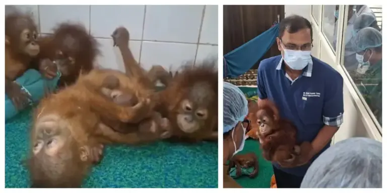 Rapid Health Deterioration of Rescued Infant Orangutans Exposes Indias Exotic Wildlife Enforcement Crisis