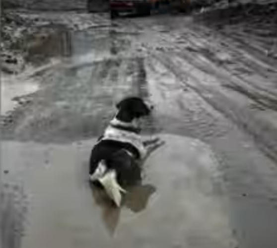 Faithful Hachiko of Trishuli: Flood-Stricken Dog Refuses to Leave Wreckage of Missing Owners Home