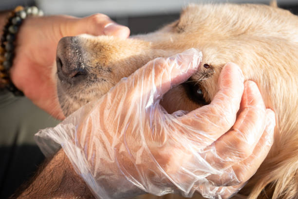 Tick fever? Prevention is better than cure!