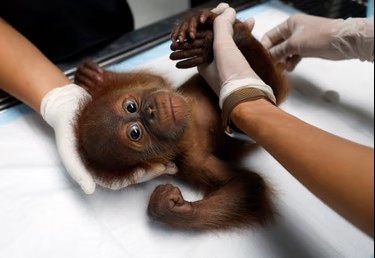 Rescued Infant Orangutans Stabilise as Veterinarians Defeat Acute Monsoon Fever Scare