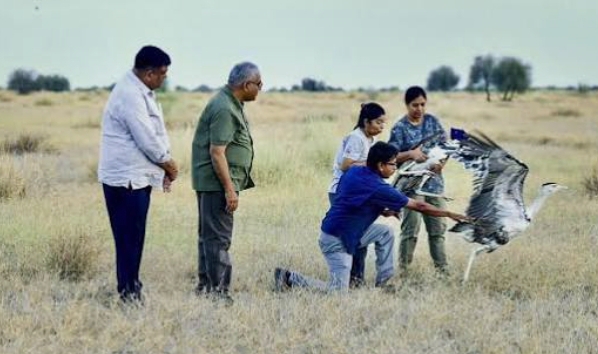 Captive-bred Great Indian Bustards released into the wild marks historic rewilding milestone