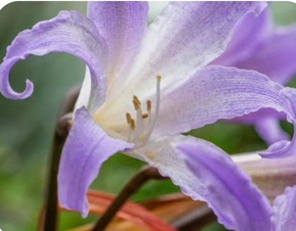 Collaborative evolutionary analysis reveals ten thousand flowering plant species facing imminent extinction