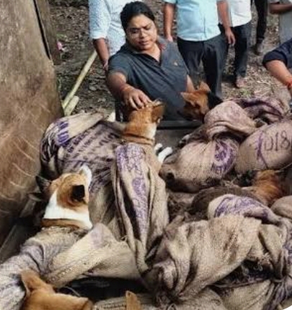 Assam Police and animal protection networks rescue 26 dogs from illegal meat trade during high-stakes border interception in Karbi Anglong