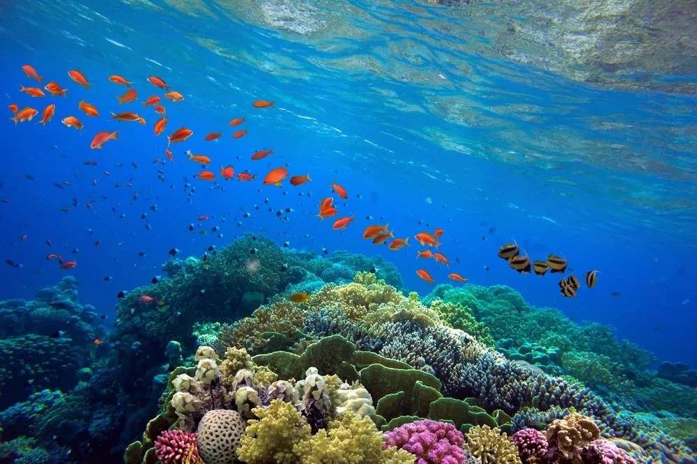Climatic warming drives aggressive migration of toxic marine species across Mediterranean coastal fishing zones