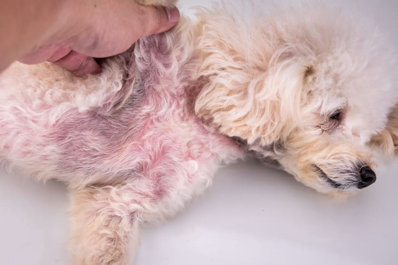 Moist houses cause fungal infections in pets