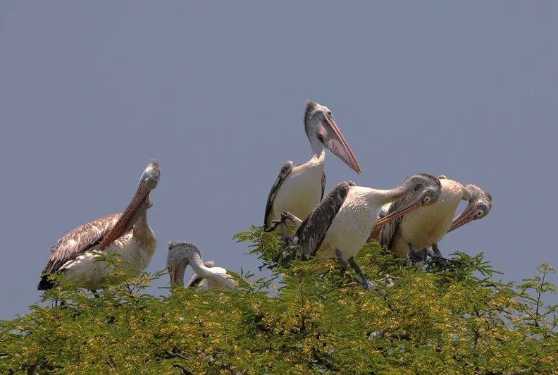 Administrative mandates expand absolute maritime sanctuary boundaries to shield endangered avian breeding colonies